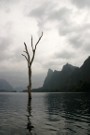 Dead Tree, Cheow Lan Lake, Khao Sok National Park